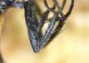 Cylindromyia sp.